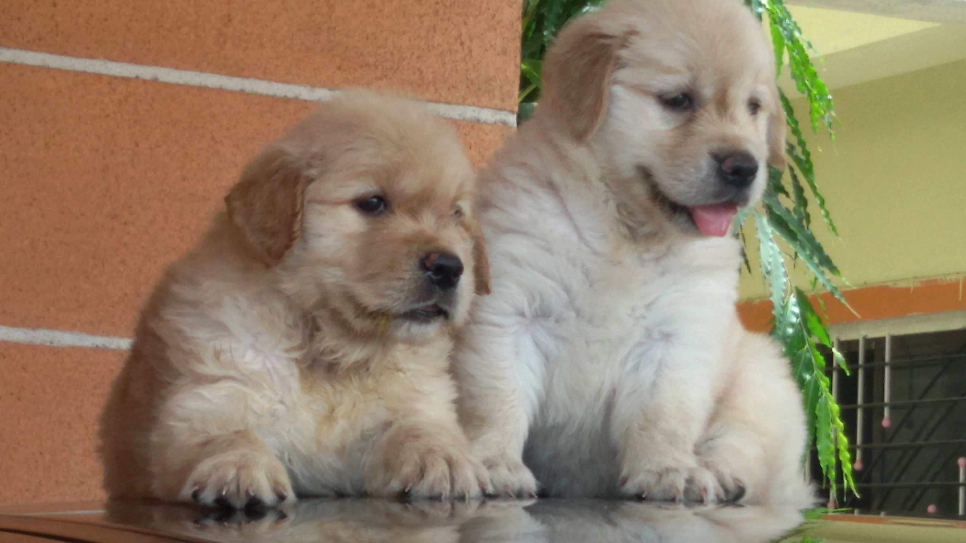 Top quality two months old golden retrievers puppy , vacination done , with kennel club register